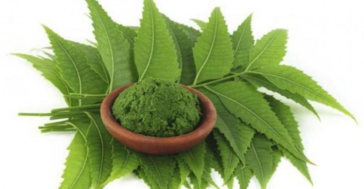 নিম পাতার যত গুনাগুন