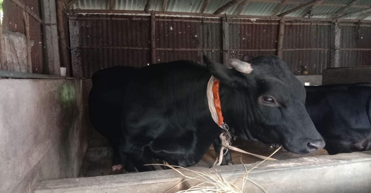 কোরবানির জন্য প্রস্তুত পীরগাছার বাংলার হিরো