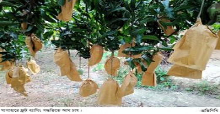 সাপাহারে ফ্রুট ব্যাগিং পদ্ধতিতে আম সংরক্ষণ