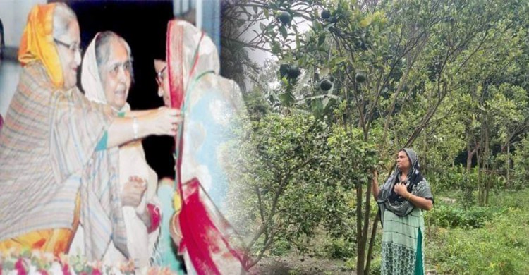 জাতীয় পুরুস্কার প্রাপ্ত কমলাচাষী শিক্ষক ফাতেমা মজুমদার