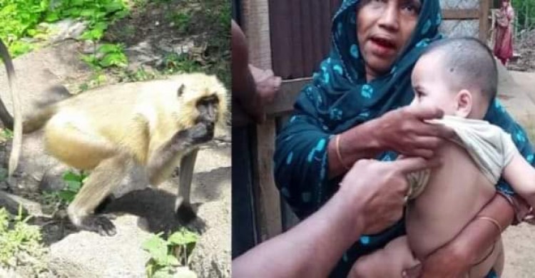 খাগড়াছড়ির গুইমারায় একদল হনুমানের হামলায় শিশুসহ আহত-১০