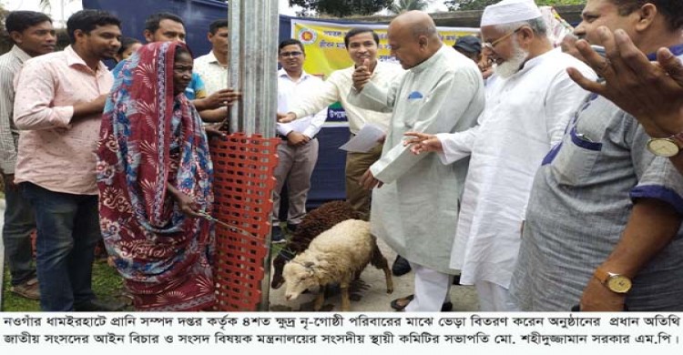 ধামইরহাটে প্রাণিসম্পদ দপ্তর কর্তৃক ৪শত ক্ষুদ্র নৃ-গোষ্ঠী পরিবারের মাঝে ভেড়া বিতরণ