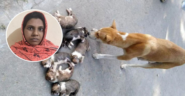 ৮ কুকুর ছানা হত্যা, অভিযুক্ত নিশি রহমান গ্রেপ্তার