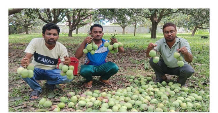 গুটি জাতে মৌসুম শুরু রাজশাহীর আমের