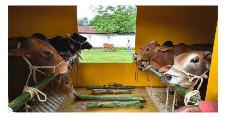 রাজধানীর হাটে গরু অনেক, ক্রেতা কম